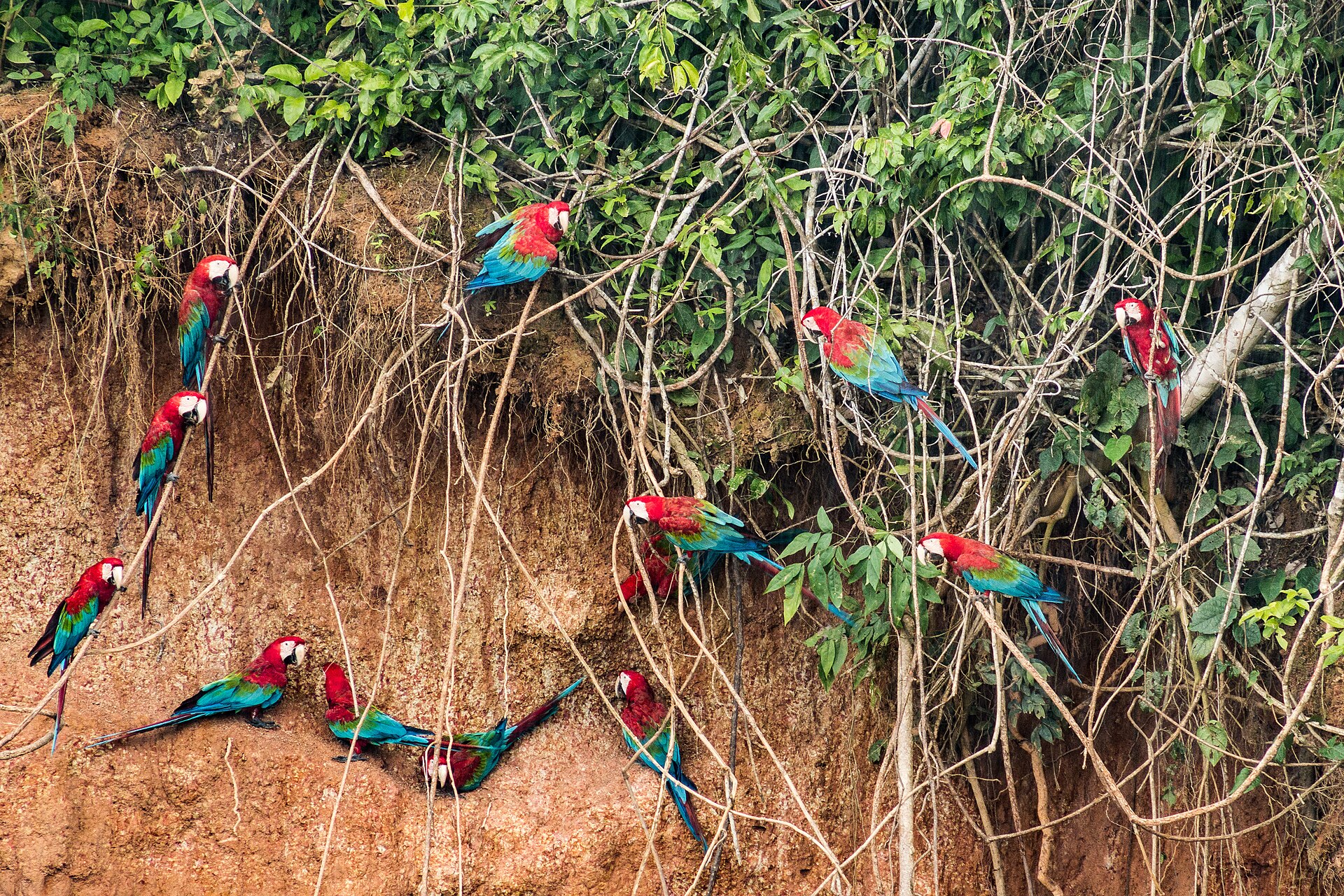 Imagem de referência relacionada a Rio Madeira, item descrito como rio brasileiro, afluente do rio Amazonas