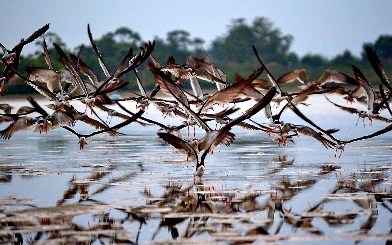 Imagem de referência relacionada a Lagoa de Garopaba, item descrito como registro de referência sobre Lagoa de Garopaba, organizado a partir de dados estruturados abertos