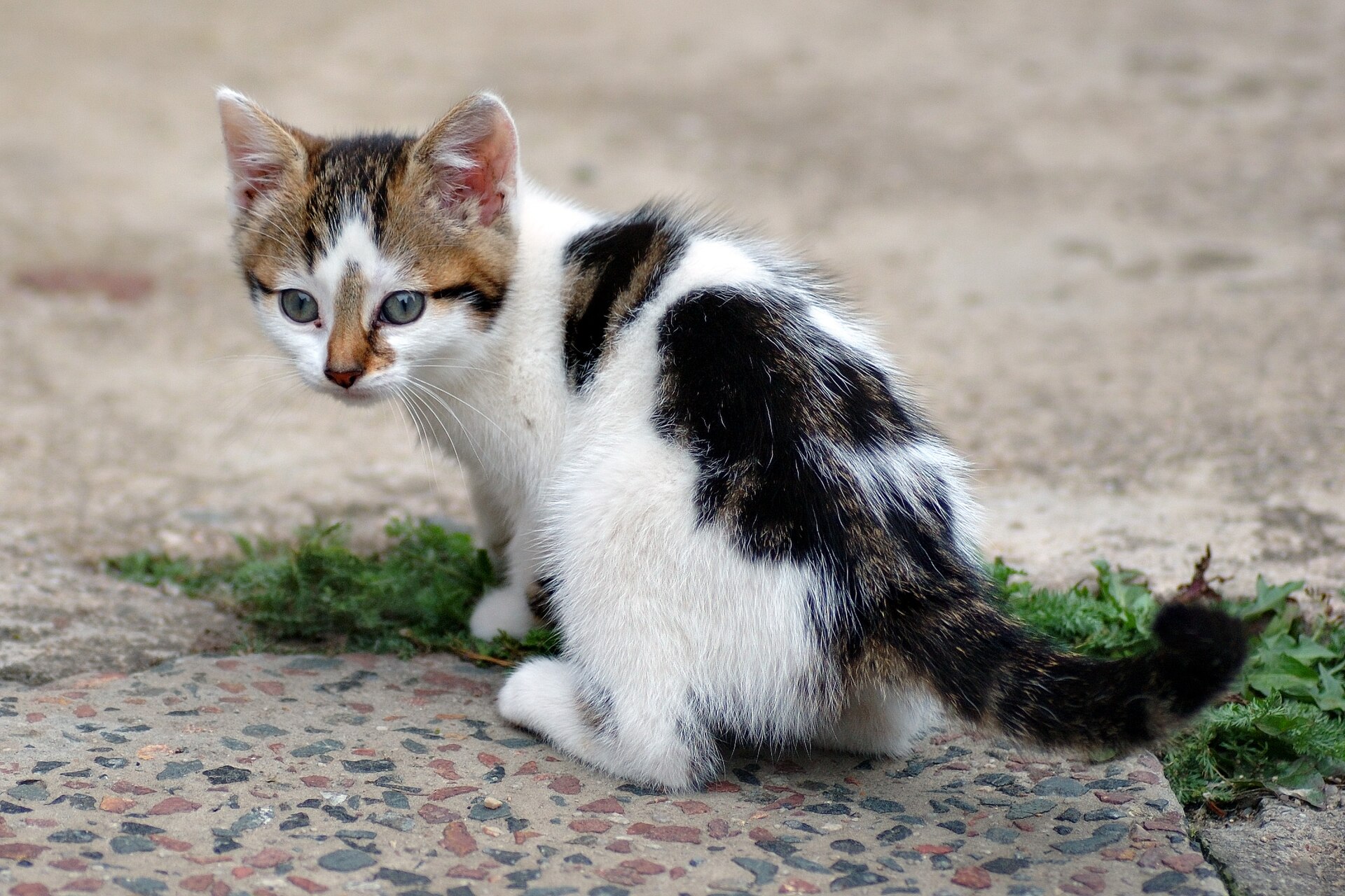 Imagem de referência de Cats, descrito nos dados abertos como peça teatral de 1981