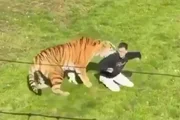 Ele morreu após ser atacado pelo tigre