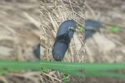 Imagem da matéria: Grávida é morta, esquartejada e carbonizada; ex-marido e noiva são presos