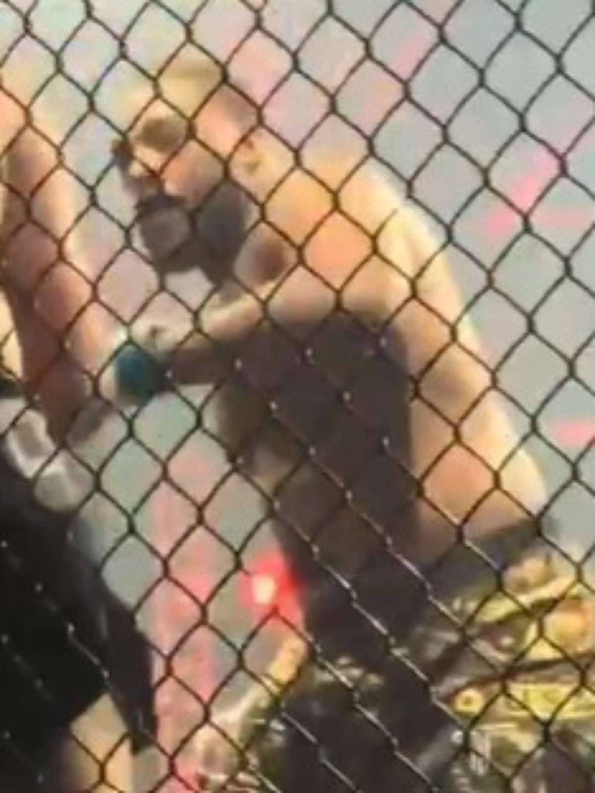 Filho de ex-campeão do UFC é nocauteado em luta amadora de MMA