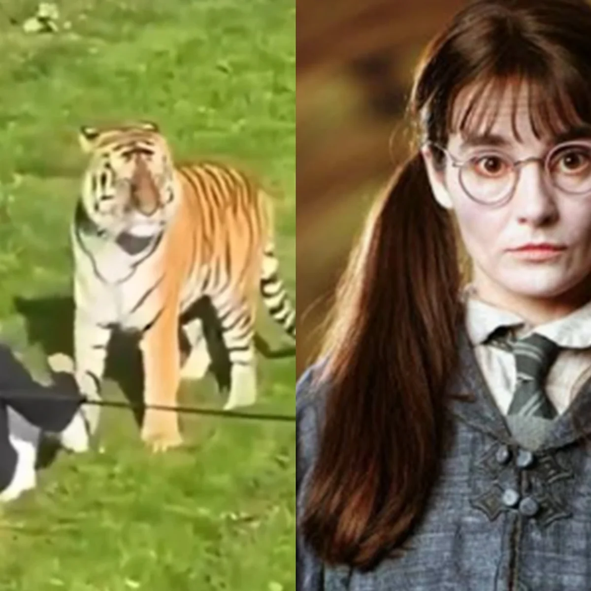 Homem morto por tigre em zoológico fez filme com estrela de Harry Potter
