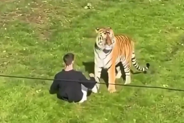 Homem morto por tigre em zoológico fez filme com estrela de Harry Potter - destaque galeria