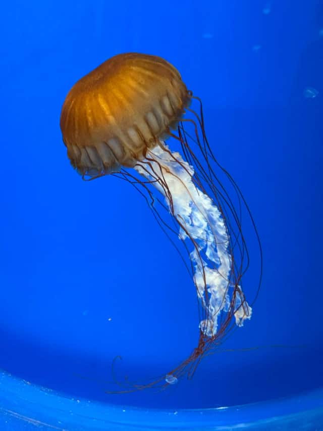 Segredo da água-viva imortal pode abrir caminho para regenerar tecidos humanos