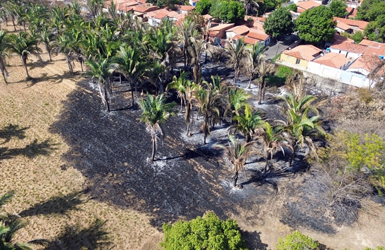 Mais de 61 hectares em áreas de pesquisa e reserva da Embrapa são queimados - Metrópoles