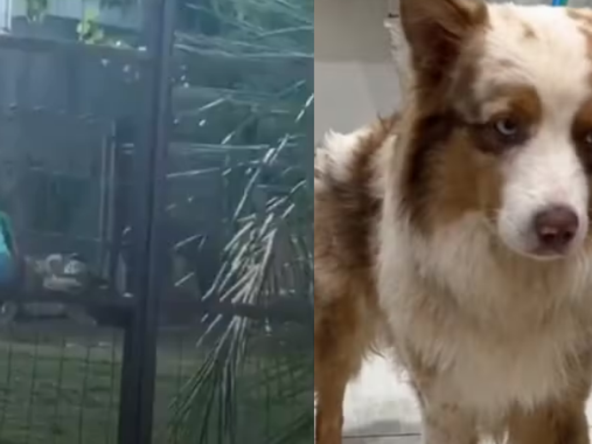 Dona de hotel para pets é filmada agredindo cão e caso vai ao Ministério Público